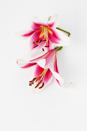 Red white lilies on white backgroundの写真素材