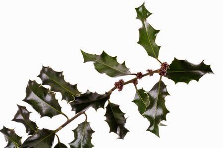 Twig of a hollyの写真素材
