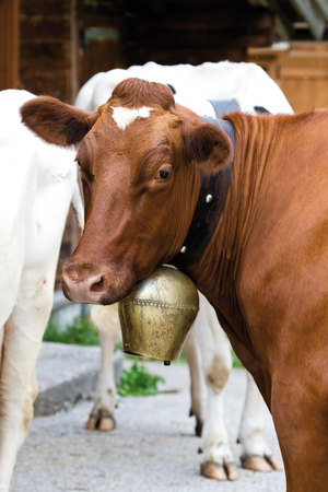 Austria, Tyrol, Engalm, Cows, close-upの写真素材
