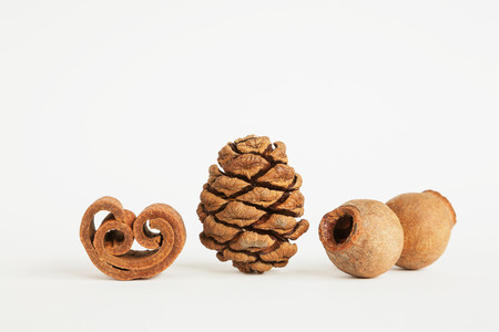 Cinnamon roll, Cypress cone, fruits of gum treeの写真素材