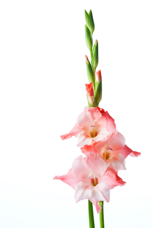 Rosa white gladiolusの写真素材