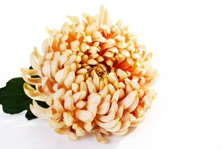 Chrysanthemum, blossomの写真素材
