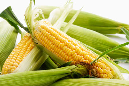 Fresh corn cobsの写真素材