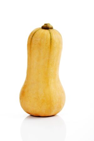 Butternut squash, pumpkin, white backgroundの写真素材