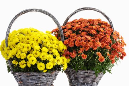 Chrysanthemum in basketsの写真素材