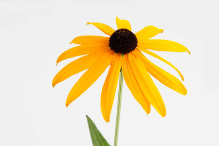 Coneflower against white backgroundの写真素材