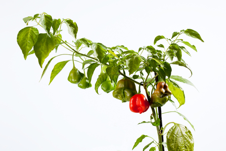 Bell pepper, white backgroundの写真素材
