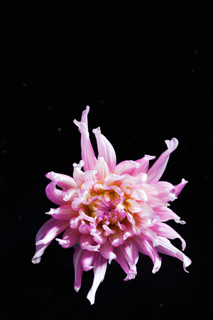 Lilac dahlia, blossom, dark backgroundの写真素材