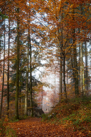 Germany, Berchtesgadener Land, autumn forest, fogの写真素材