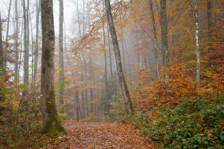 Germany, Berchtesgadener Land, autumn forest, fogの写真素材