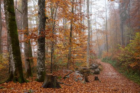 Germany, Berchtesgadener Land, autumn forest, fogの写真素材