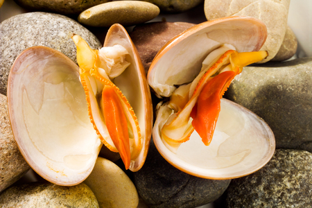 Venus clams on stonesの写真素材