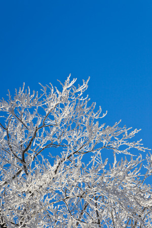Palatinate Forest in winter, twigsの写真素材