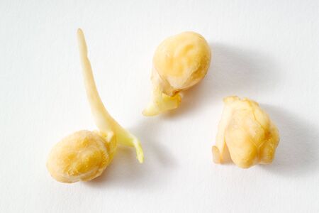 Chickpeas, white backgroundの写真素材