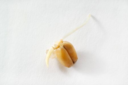 Wheat germ, sprout, white backgroundの写真素材