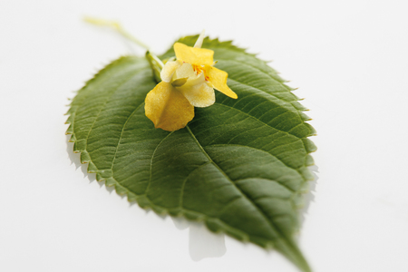 Small impatiens against white background,close upの写真素材