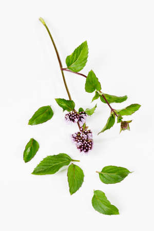 Mint stems with flowers leaves on white backgroundの写真素材
