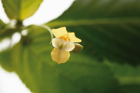 Small impatiens against white background,close up