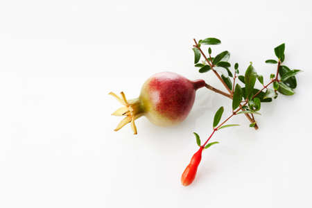 Mini pomegranate and blossom, white backgroundの写真素材