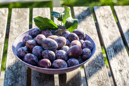 Fresh picked plums in bowlの写真素材