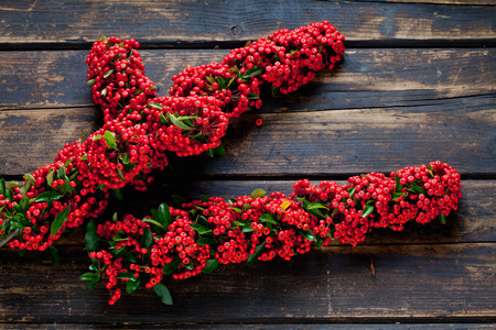 Firethorn, red berries on woodの写真素材