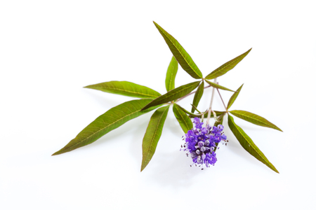 Vitex, chaste tree, medical plantの写真素材