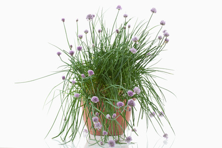 Close up of blooming chive plant in pot against white backgroundの写真素材