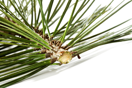 Conifer branch