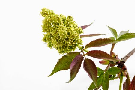 Twig of Elder with blossom budsの写真素材