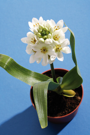 Potted star of Bethlehem (Ornithogalum), close-upの写真素材
