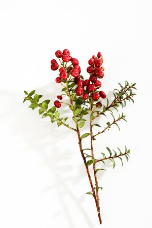 Cotoneasterの写真素材