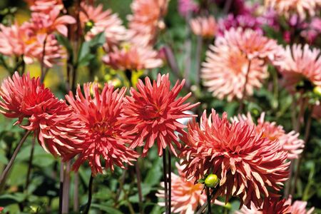 Dahlias (Dahlia)の写真素材