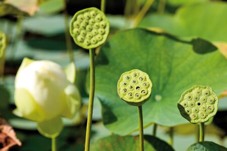 Lotus (Nelumbo nucifera), close-upの写真素材