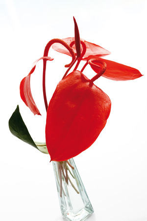 Anthurium flower (Anthurium) in flower vaseの写真素材