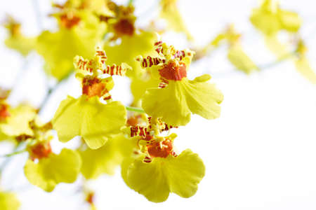 Yellow orchidsの写真素材