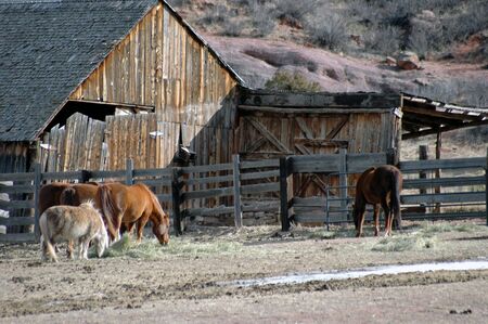 horses near old barnの写真素材