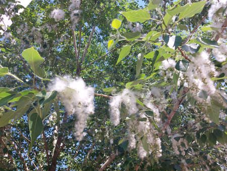 Fluffy white flowers of the eucalyptus tree.