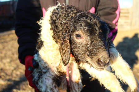 A lamb just born. Breeder holding lambの写真素材