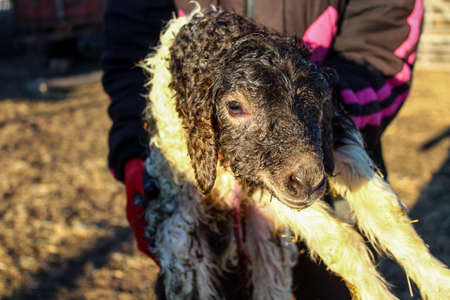 A lamb just born. Breeder holding lambの写真素材