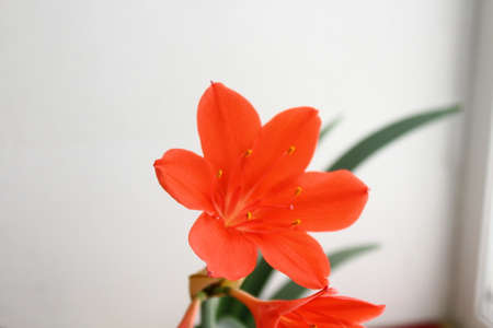 Beautiful orange flowers on a white background