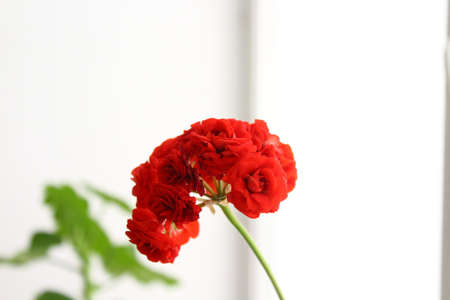 Pelargonium red flower commonly called geraniums, pelargoniums, or storksbillsの写真素材