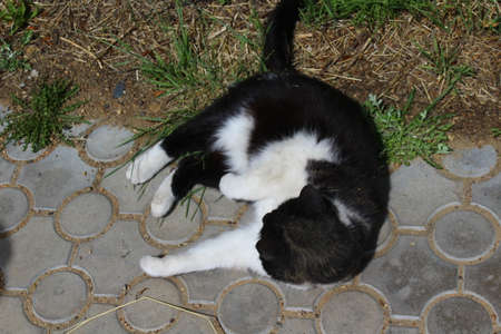 Cat playing outdoors in summerの写真素材