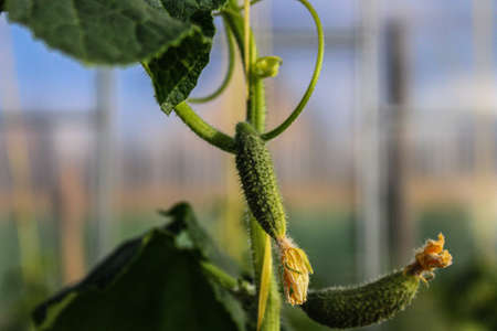 Cucumbers in greenhouseの写真素材