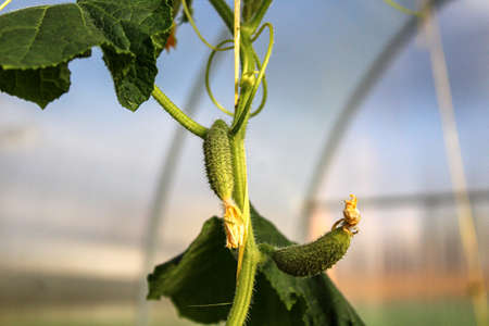 Cucumbers in greenhouseの写真素材
