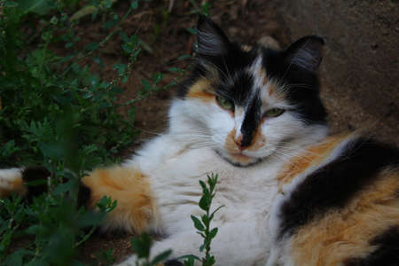 Fluffy cat lying outdoor in summerの写真素材