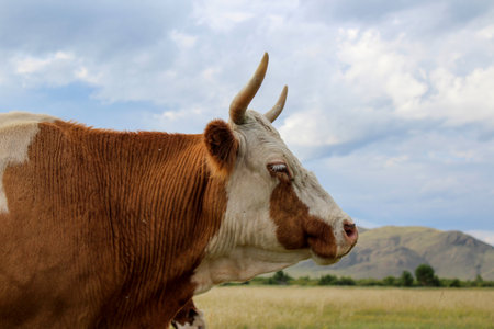 Curious cow looking at camera while grazing on summer meadowの写真素材