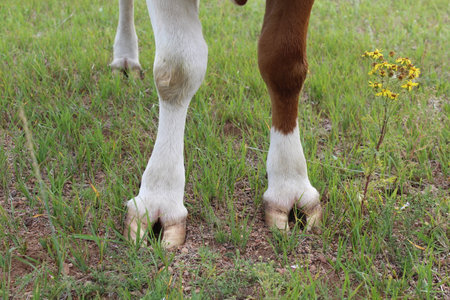 Hooves cow legsの写真素材