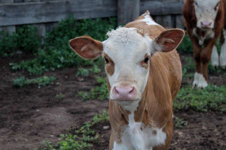 Little newborn calf portrait on farmの写真素材