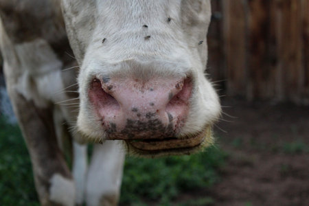 Cow's snout nose close-up. Chewing cattleの写真素材
