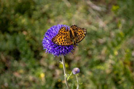 Butterfly on a purple thistle flower in the meadowの写真素材